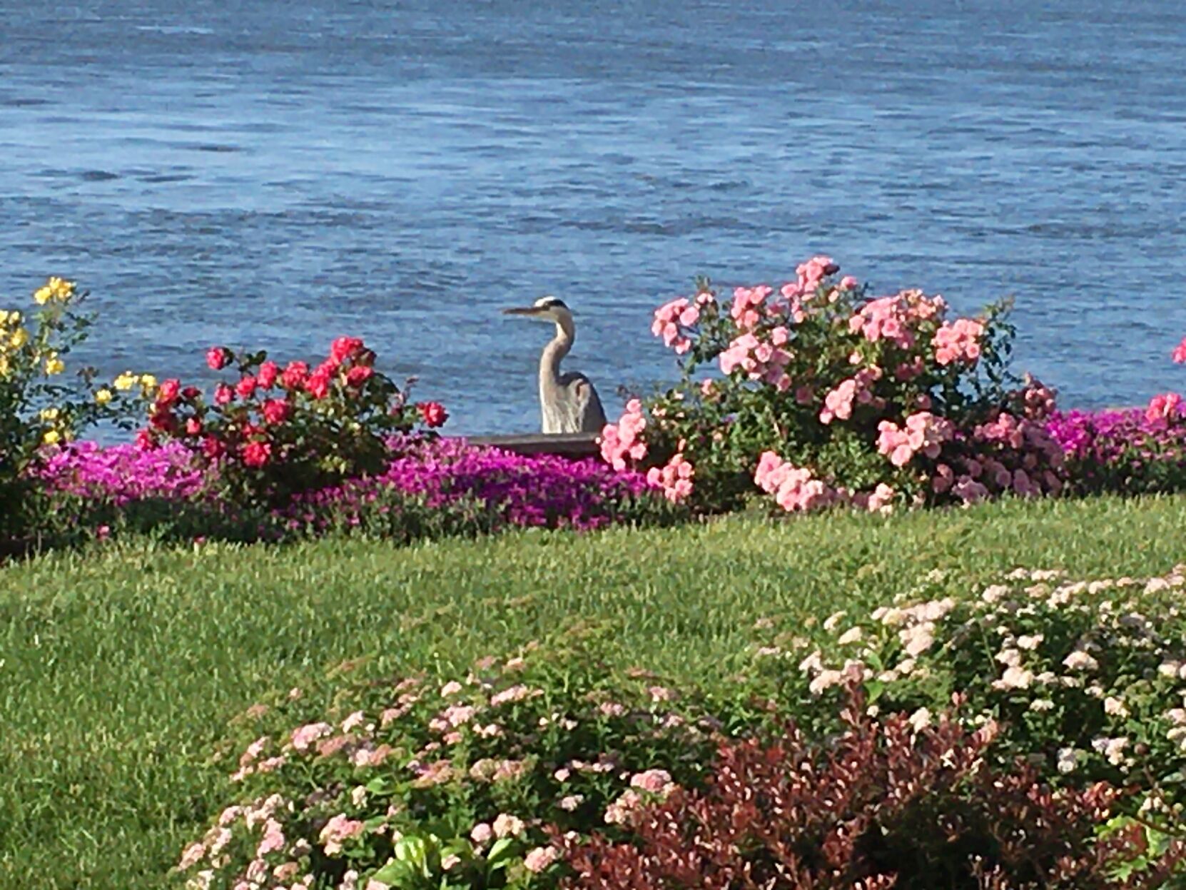 Backyard bird-watching